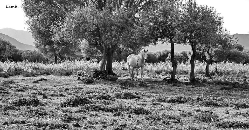 Villa Turismo Rurale Su Cuile à Dorgali Extérieur photo