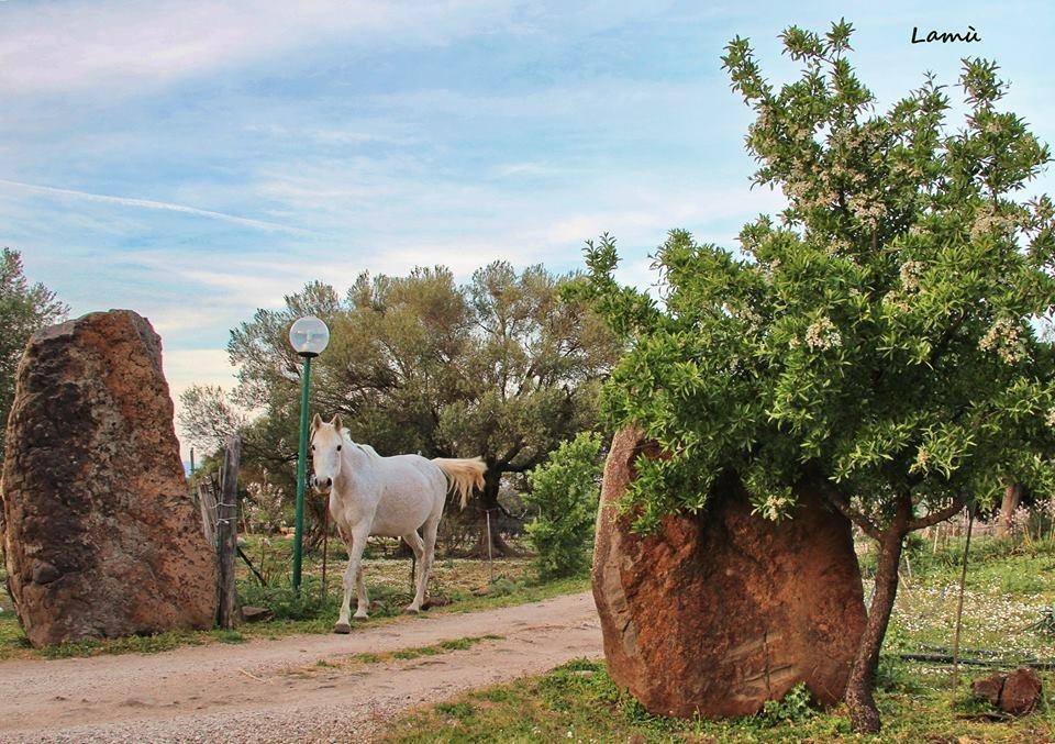 Villa Turismo Rurale Su Cuile à Dorgali Extérieur photo